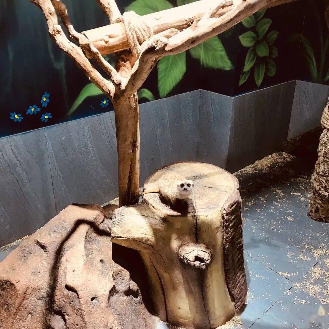 西安商场里的动物园,西安动物园哪家好?11.