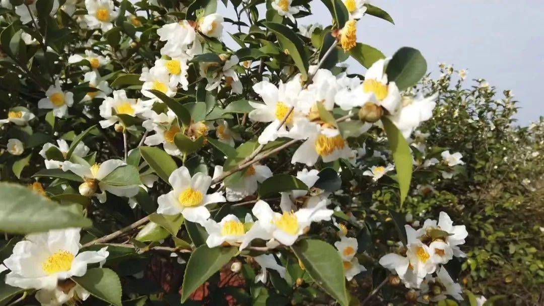 万亩油茶花开正艳满山芬芳尽染雪