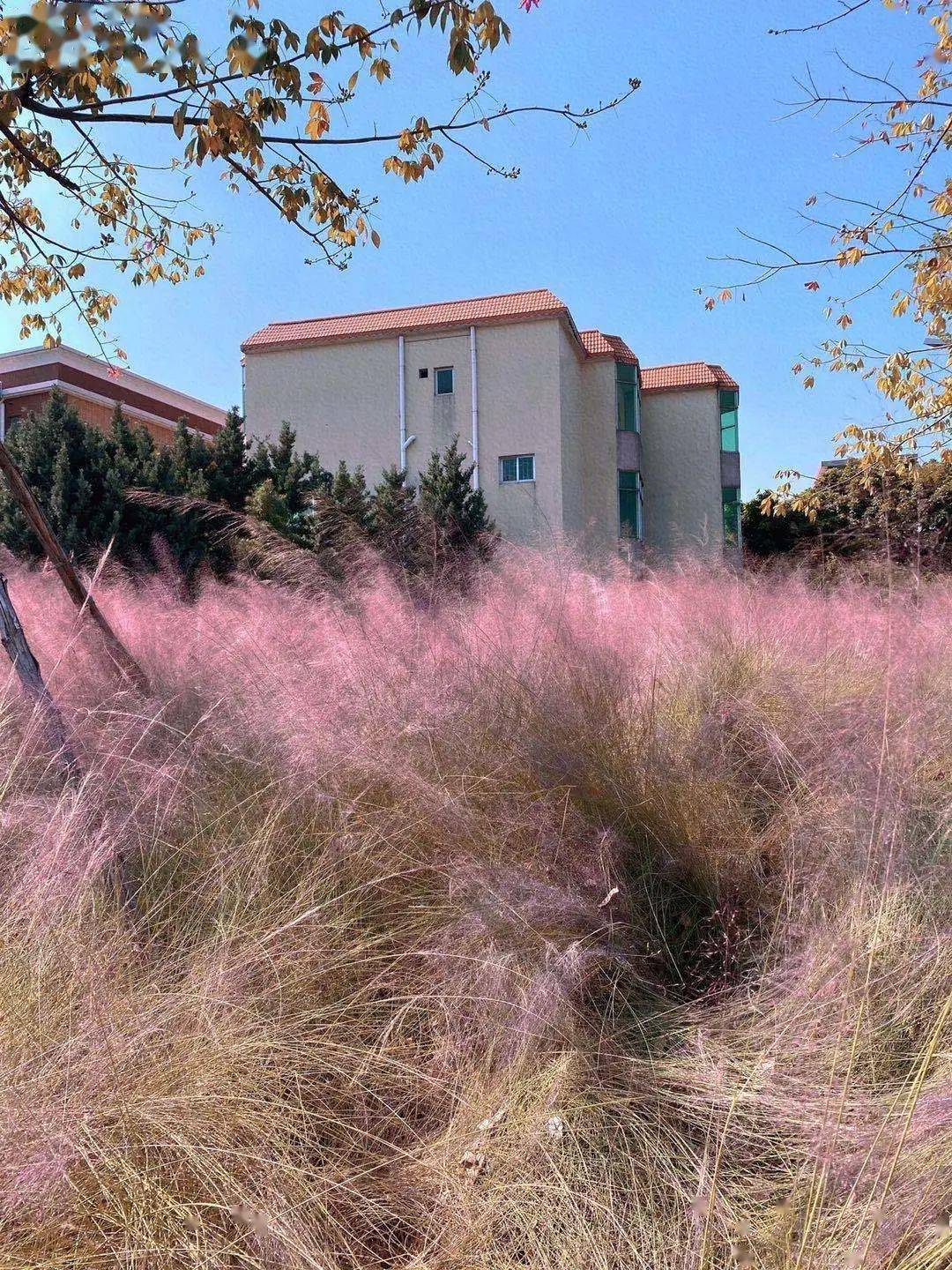 又出现了一片继发现了一片"紫色的海"和"葵花海"后真是每天都有惊喜