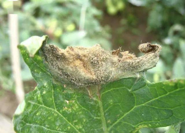 灰霉病为什么越来越难防?