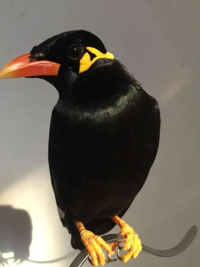 鹩哥饲养手册——从选鸟到学语