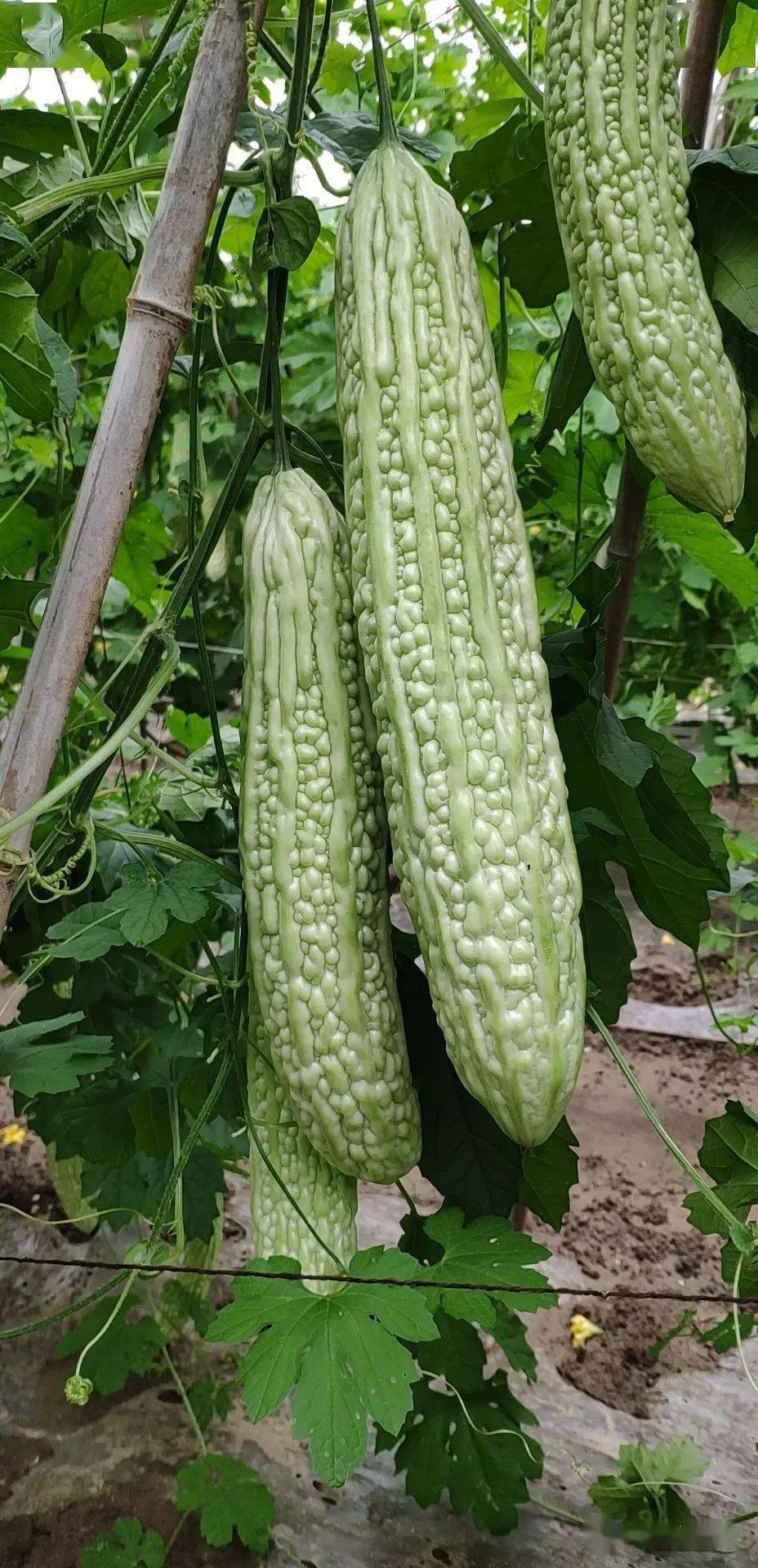 今科牌白珍珠苦瓜长短瓠瓜蒲瓜