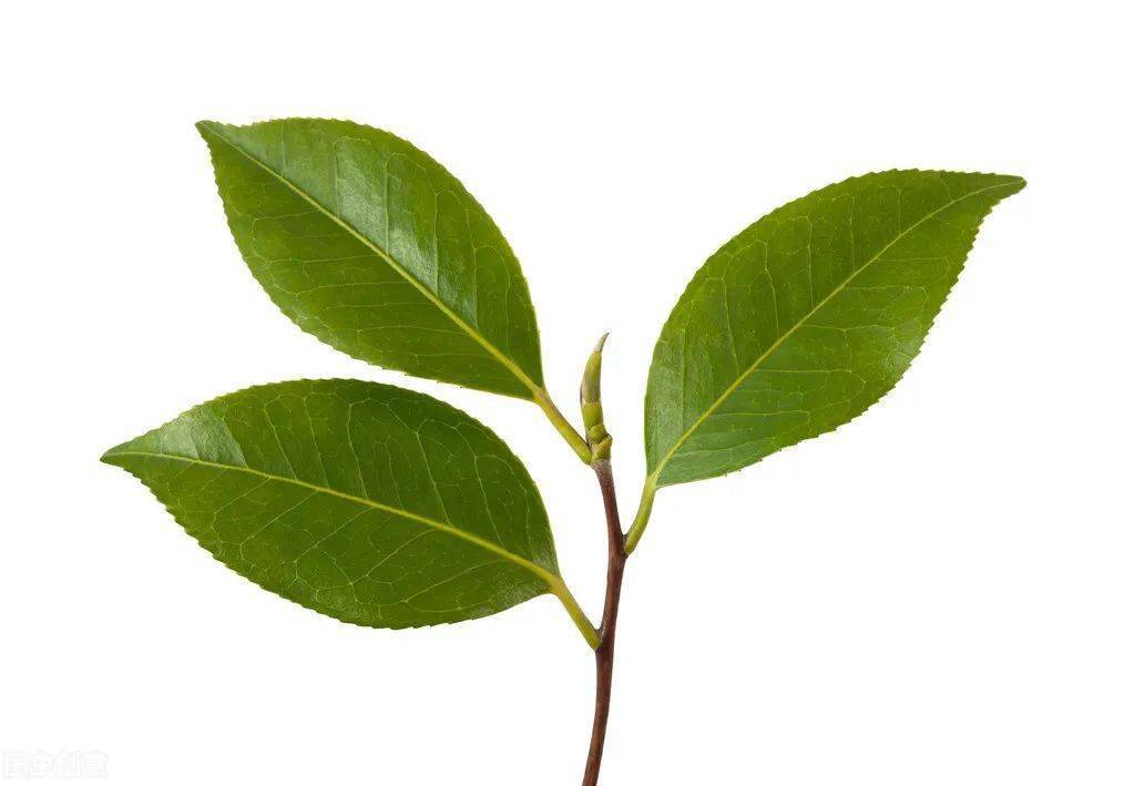 茶花掉叶子花苞也别留摘光容易枝繁叶茂