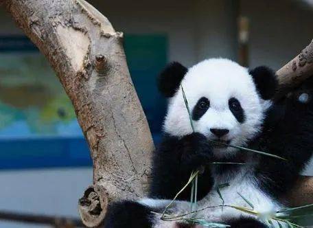 韩女团浓妆玩熊猫只狡辩不道歉