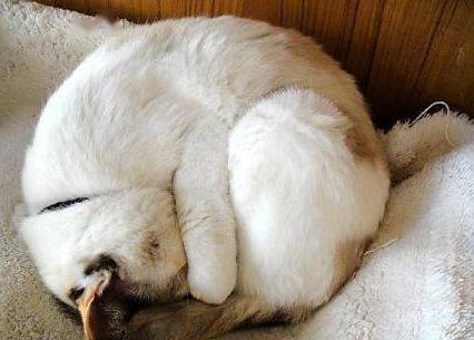 喵喵就喜欢团成一团睡觉每一个它都萌萌哒