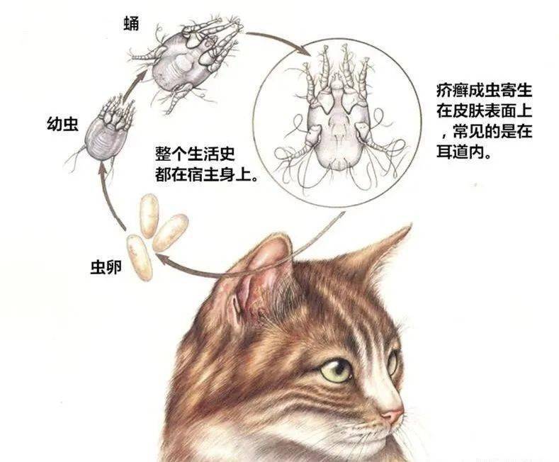 主要发生在猫和犬身上,在两种动物间具有较高传染性(幼猫比幼犬更易得