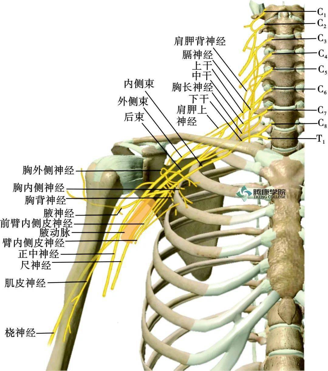 臂丛的支分布于胸上肢肌,上肢带肌,背浅部肌(斜方肌除外)以及臂,前臂