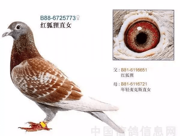 詹森红狐家族最高辈分红狐欣赏