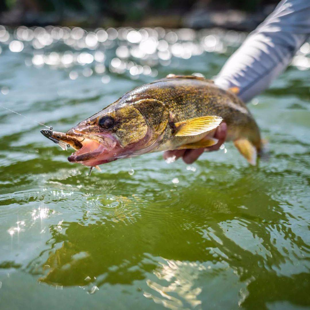 新品贝克力gulpalive激活诱鱼液让你钓获更多的鱼
