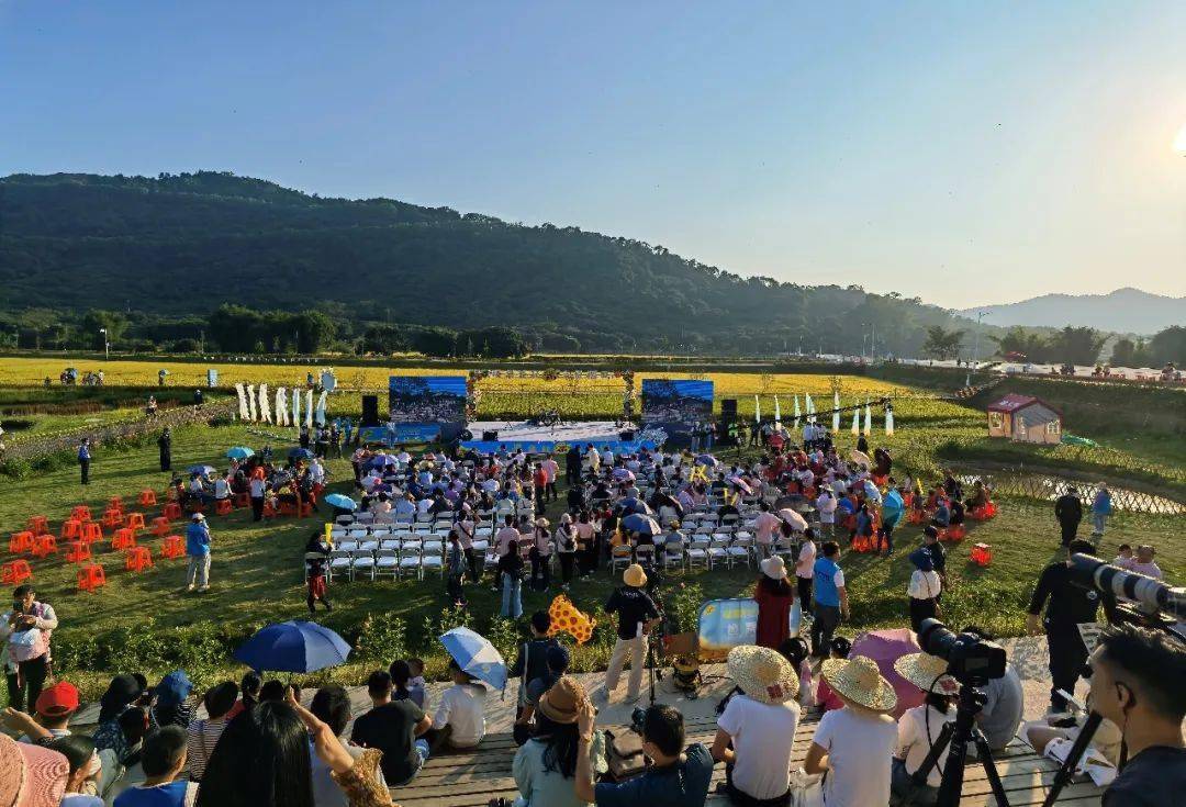 展现新型农业的智能化生产图景金色稻田作舞台,蓝天白云为布景,乐队