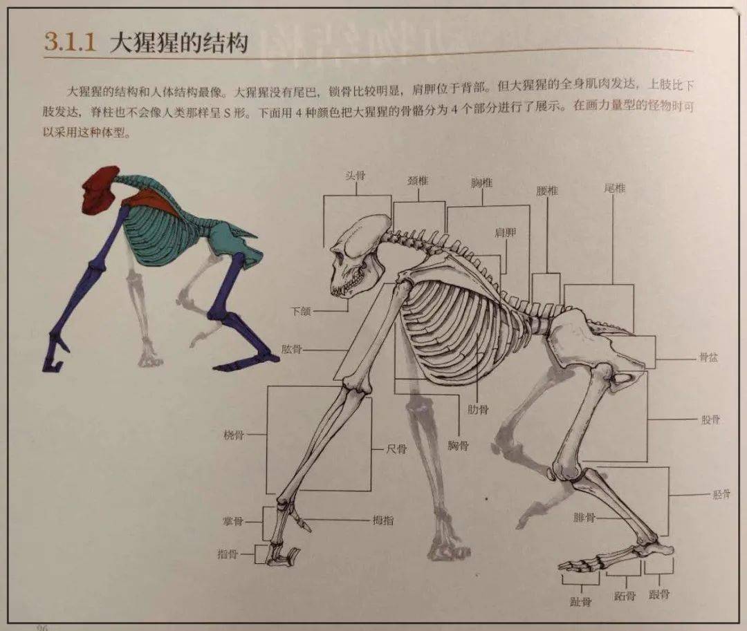 大猩猩身体结构图片