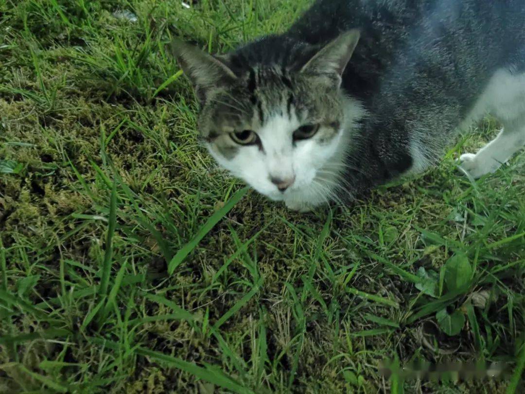 东猫讲真天猫没有我们可爱