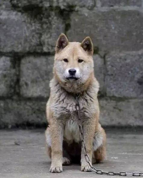 田园犬为什么受伤的总是我
