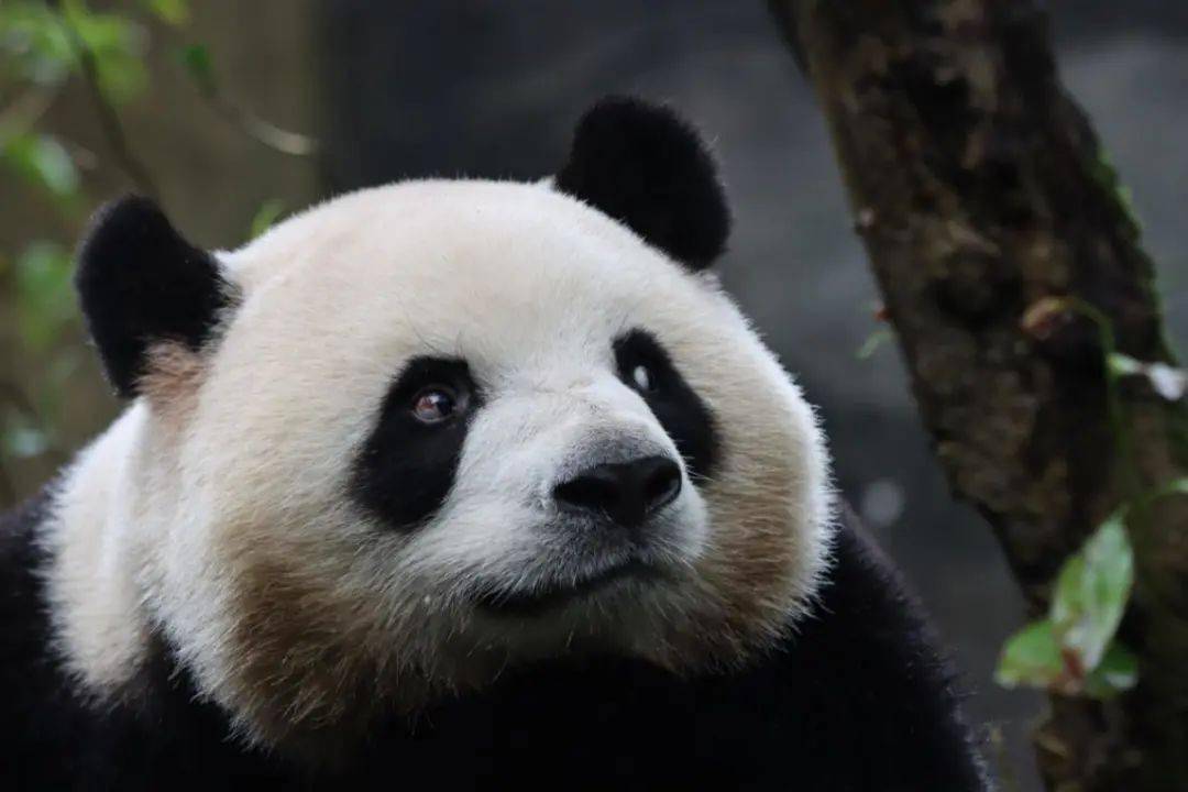 趣味|你不知道的四川人二三事