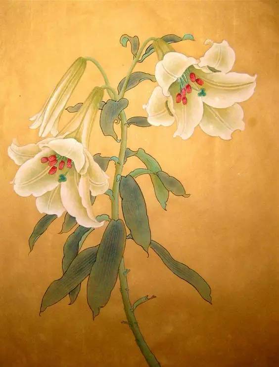 一组清新脱俗的工笔百合花很雅很美