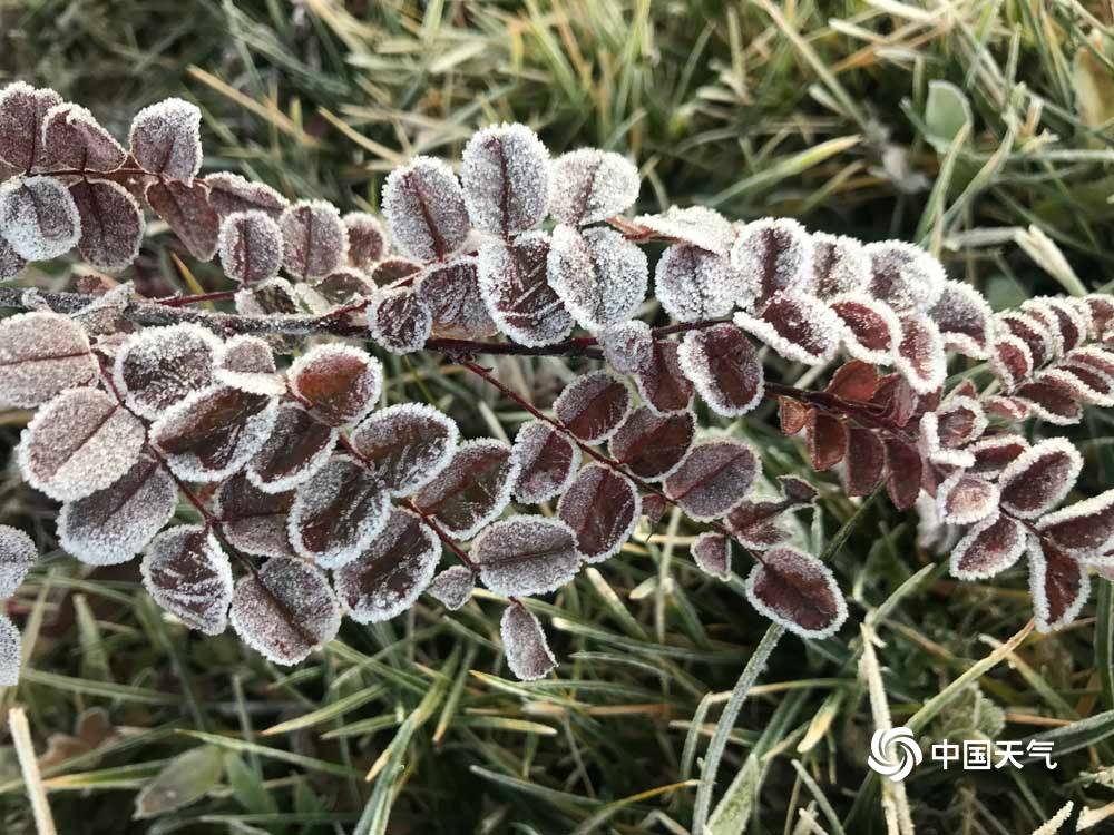 甘肃渭源最低温降至0℃以下 植物身披浓霜犹如白雪_天气
