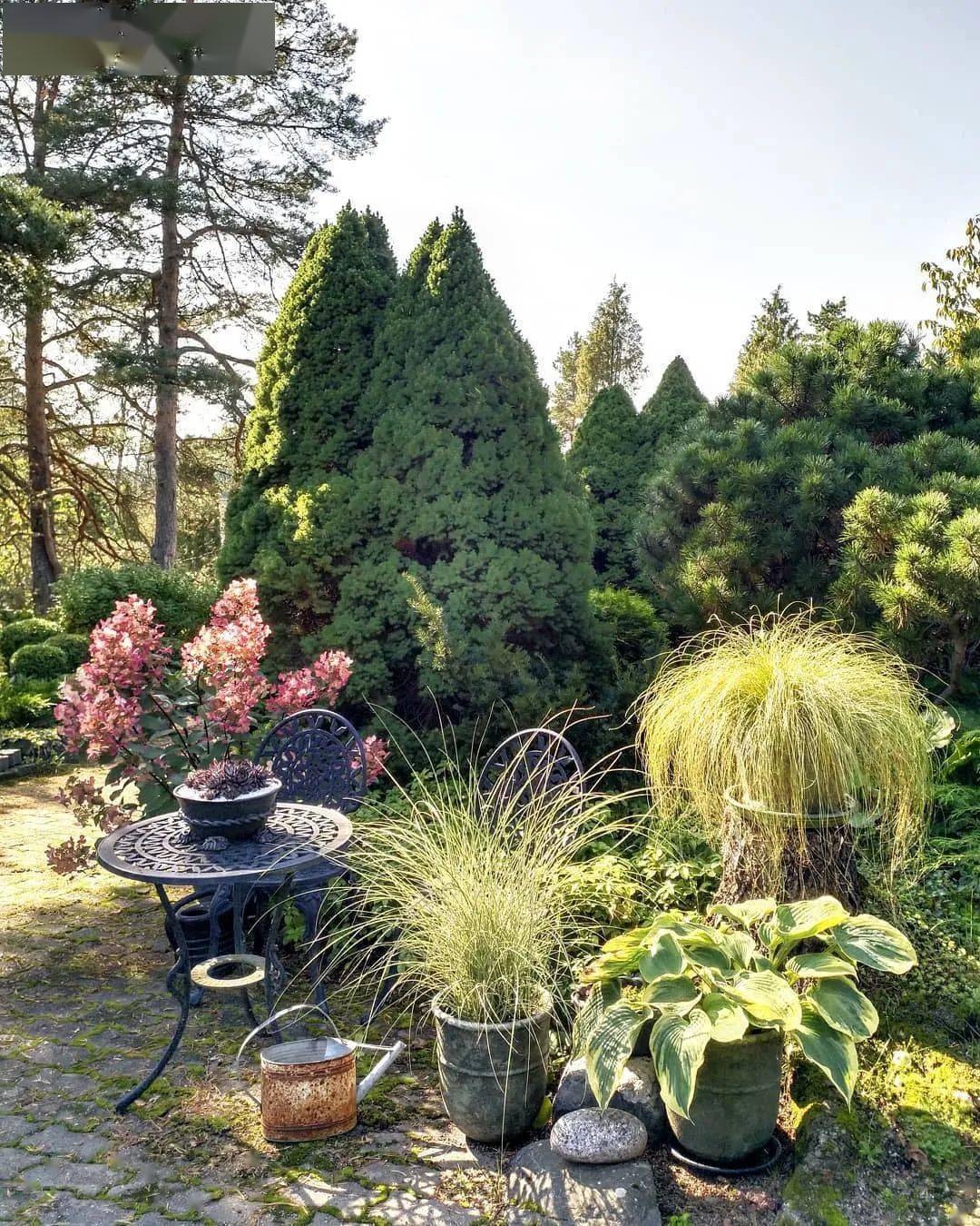 姿态优美的观赏草,在花园里还原自然之美,营造"野趣"世界!