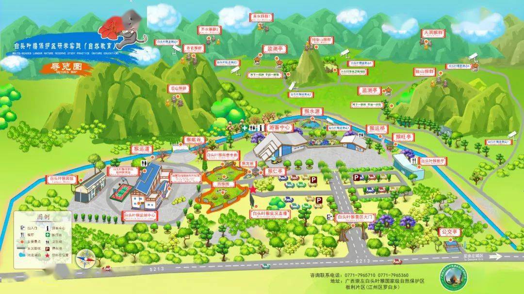 研学实践白头叶猴吸引青少年研学眼球