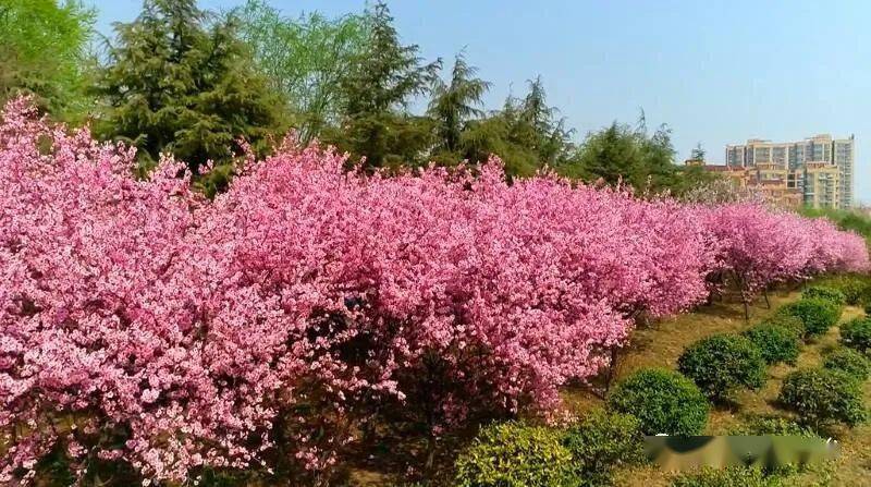 红叶石楠树价格表