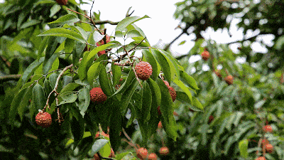 掌握4种防治方法,远离荔枝和龙眼烂脚病