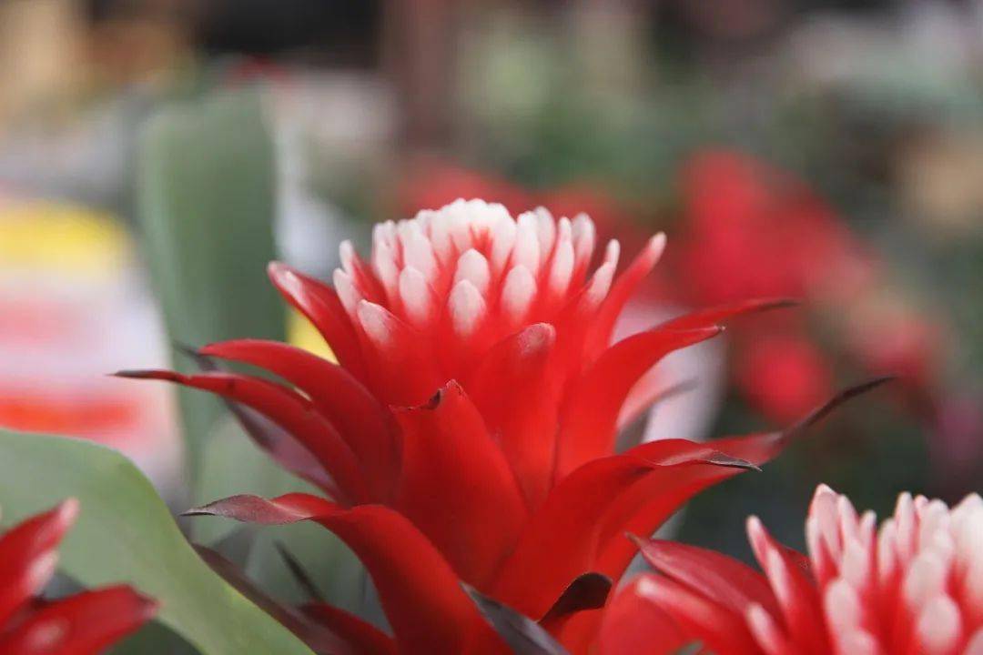 "白雪公主"作为凤梨科属花卉,颜值高,寓意好!满足5点年年开花