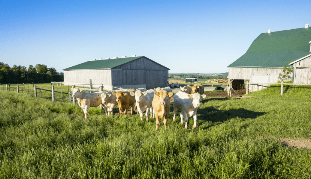 大型牛场成功的诀窍是什么?_手机搜狐网