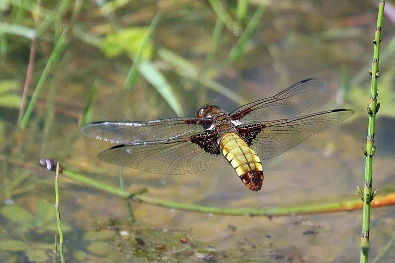 物种图册-基斑蜻