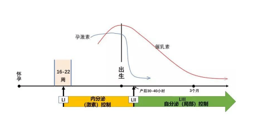 【母乳喂养专题分享】泌乳原理与奶量