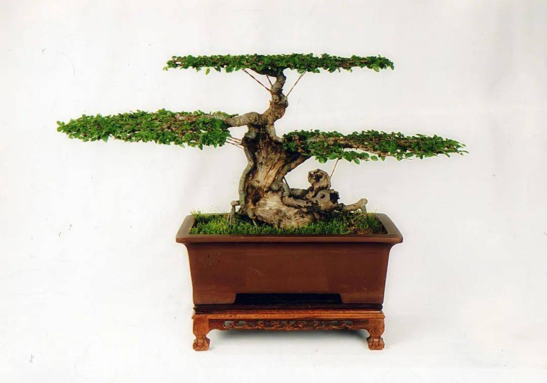 粗细不等的棕绳,在掌心里出神入化泰州盆景的传承主要为王,万两家