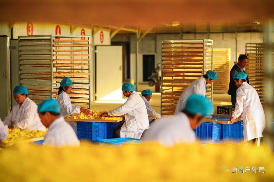 菊金丝黄菊加工车间图为前往菊花基地的游客体验菊花采摘图为基地航拍