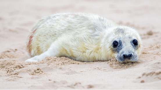 五颜六色蓝冠山雀希兰涂鸦倒立的房子