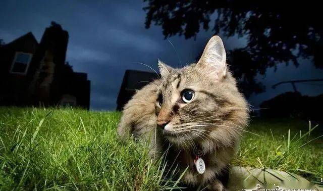 猫咪眼中的世界是什么颜色?_人类