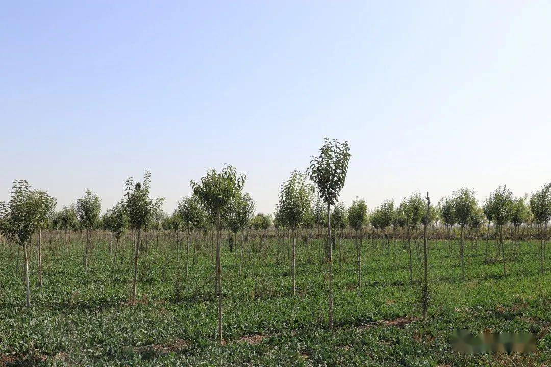 林下种花林下种药平原示范区走出林下致富新路子