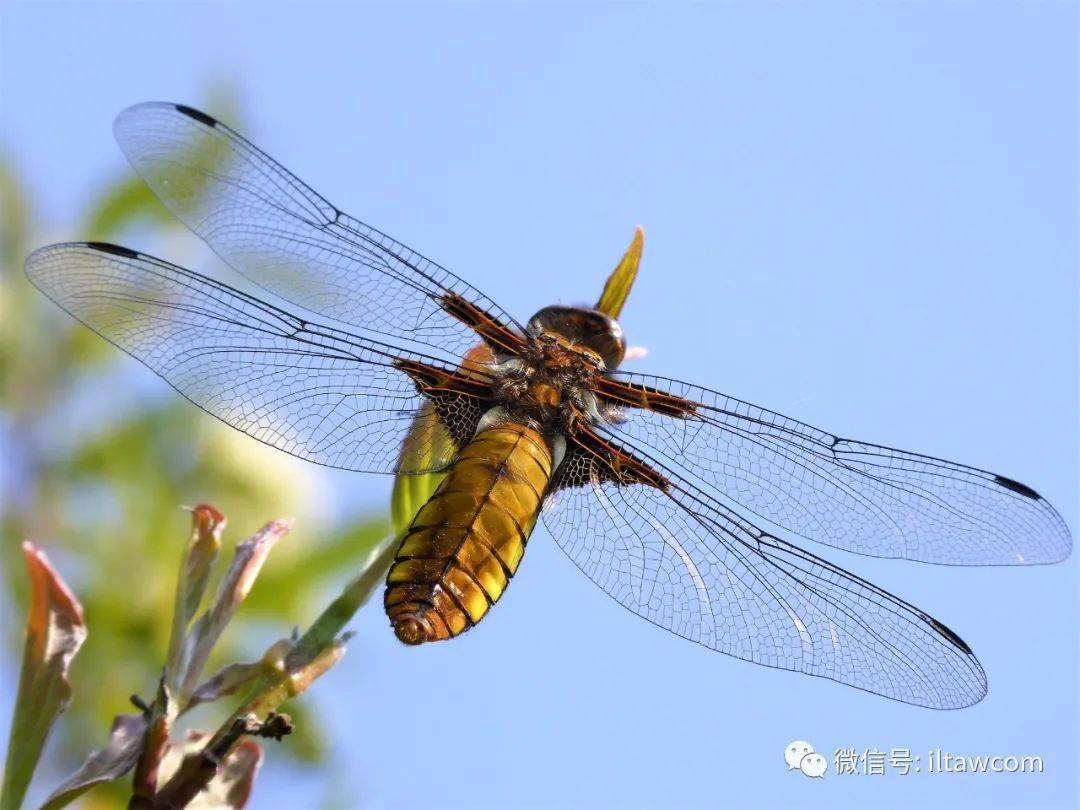 物种图册-基斑蜻
