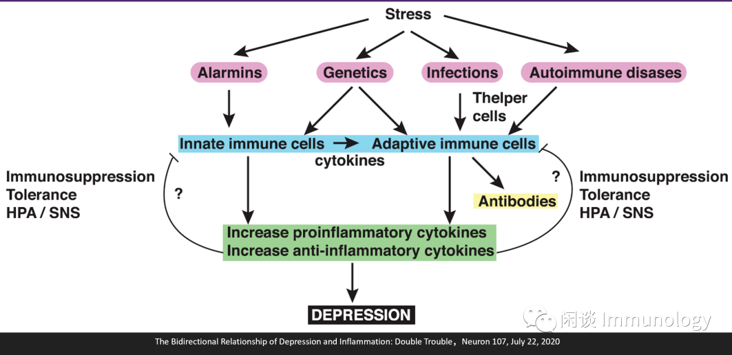 精神压力诱发抑郁症的大致免疫学机制