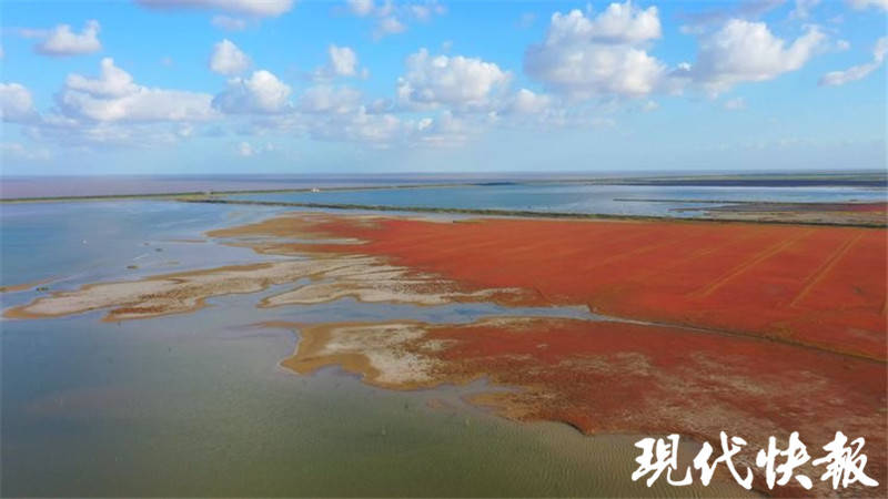 壯觀!鹽城這處鹽蒿灘火紅一片惹人醉