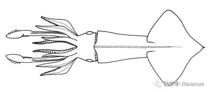 鱿鱼中文解剖结构图图片
