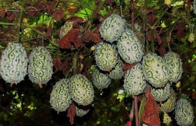 种植奇珍异果闯出致富天地