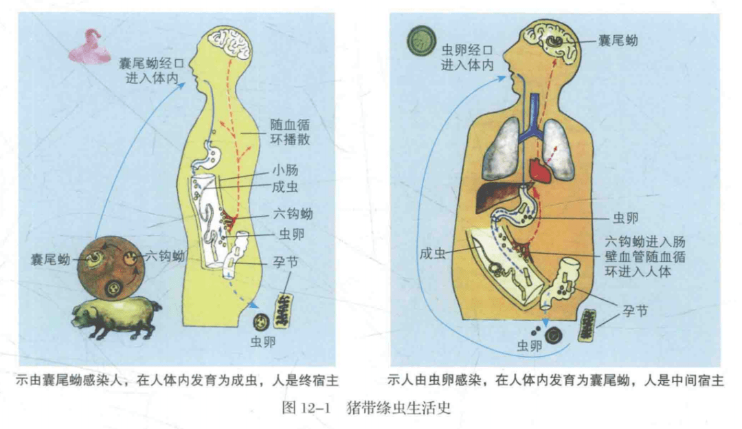 预防误食虫卵喔如果身体出现了不适的症状应该及早的到医院去就诊避免