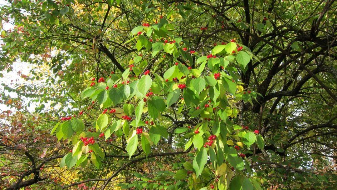 金银木满树的小红果.