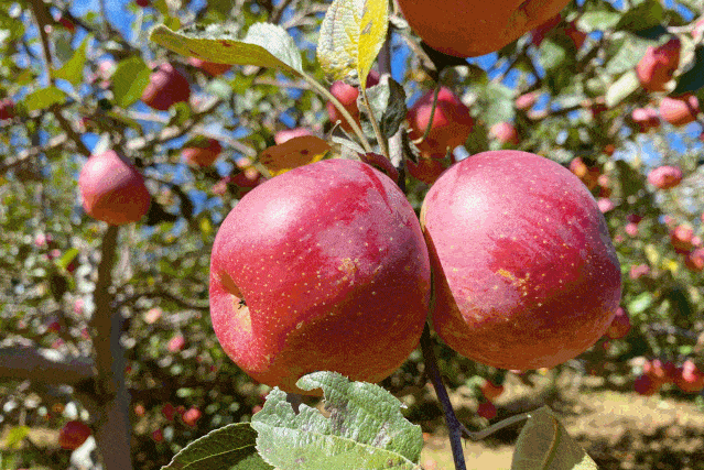 一口甜脆流汁喝着云南雪山水长大的雪苹果福州人也能吃到了