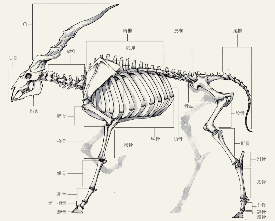 动物结构图简图图片