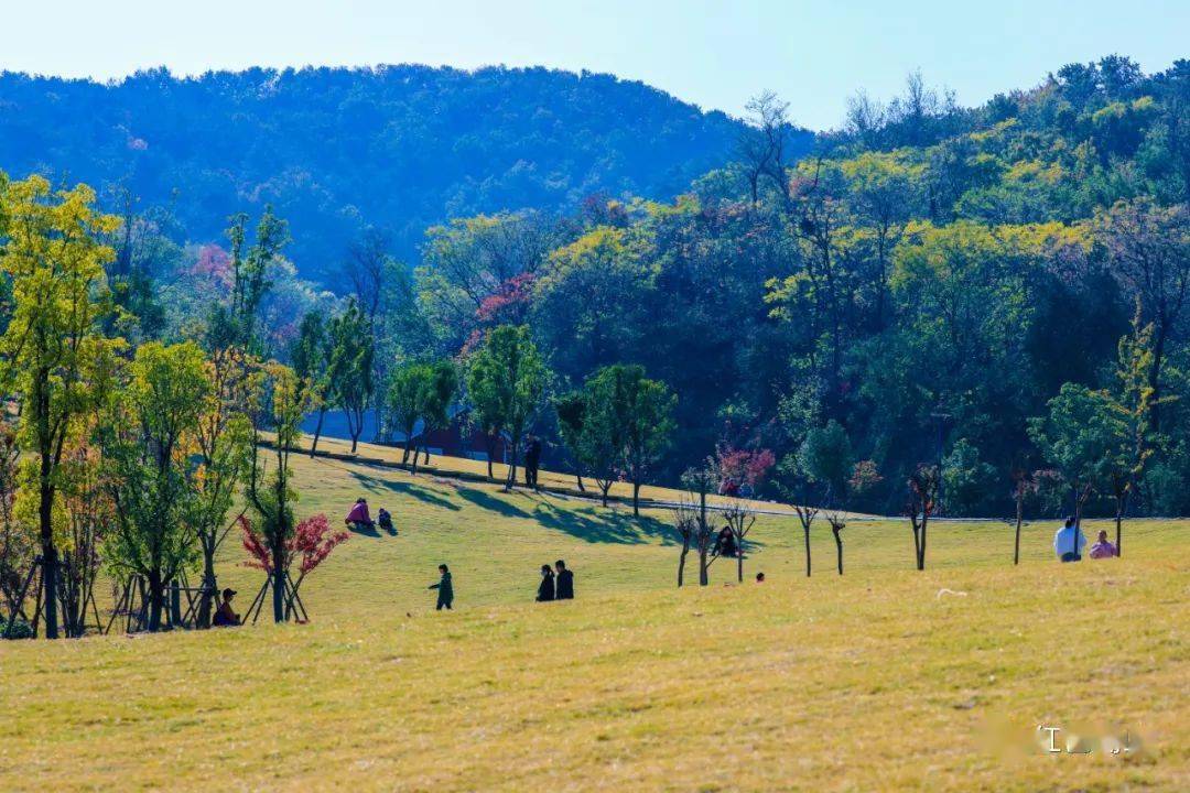 走进盘龙山公园,放眼望去,是一片一片的橡树林,看着林子里的这些叶子