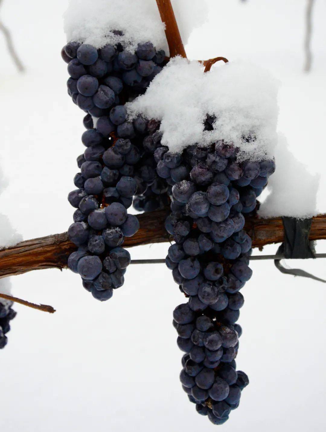 爱上通化|旖旎风光,秋收冬藏:北冰红 散落凡间的精灵