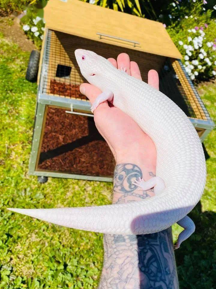 全澳洲可能仅两条的"月光"品系变异澳洲蓝舌石龙子!