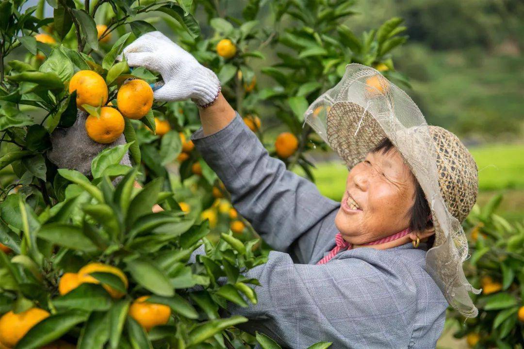 瞻岐· 山海节 | 橘子采摘正当时,周六采摘游约起!_活动