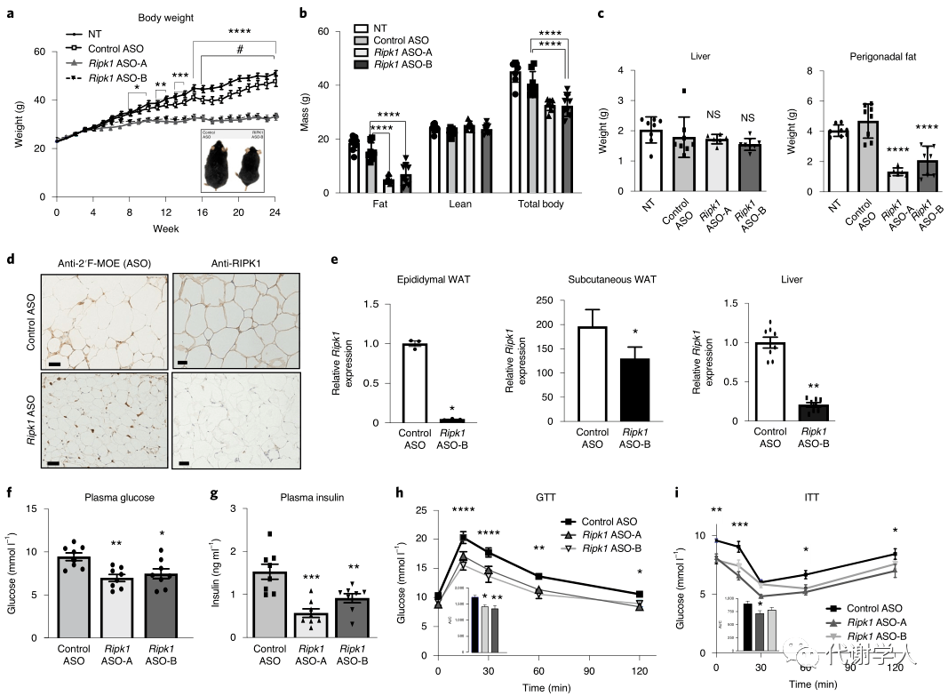 natmetabripk1基因变异与人类肥胖有关ripk1缺失能够缓解小鼠肥胖