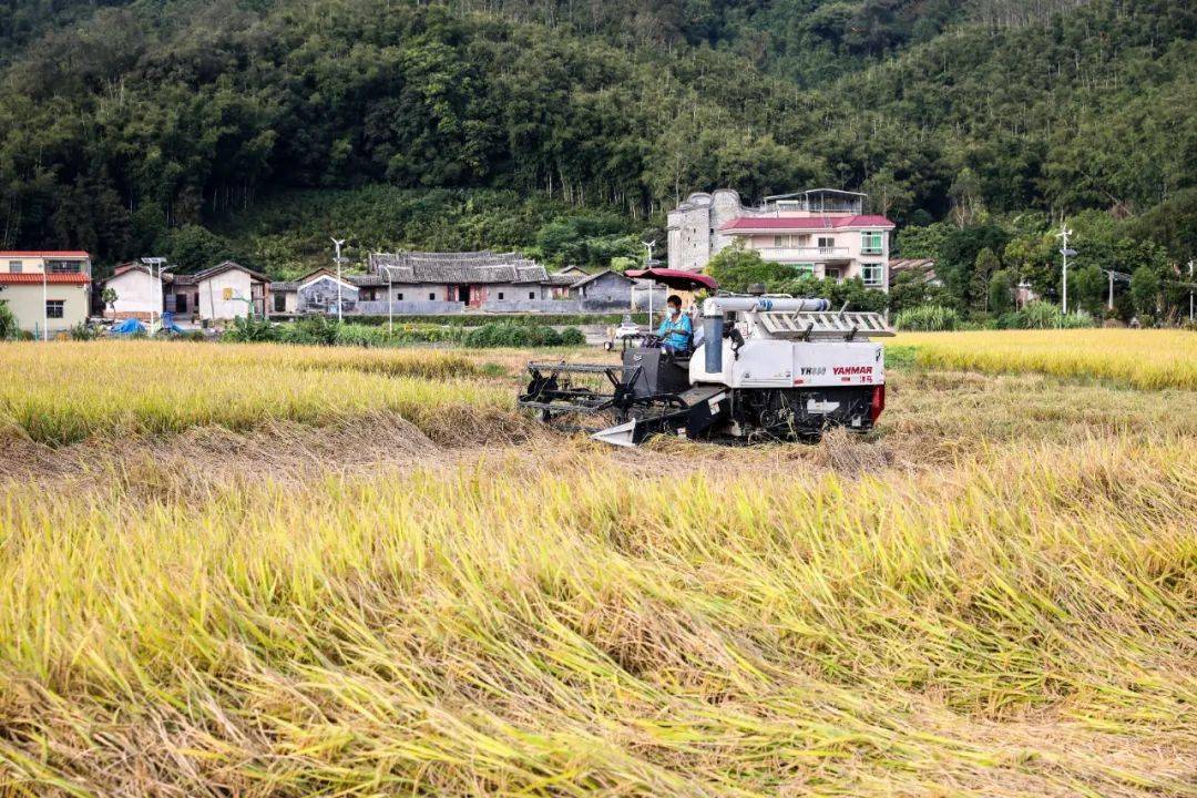 视觉增城|大地披"金","割禾了"!