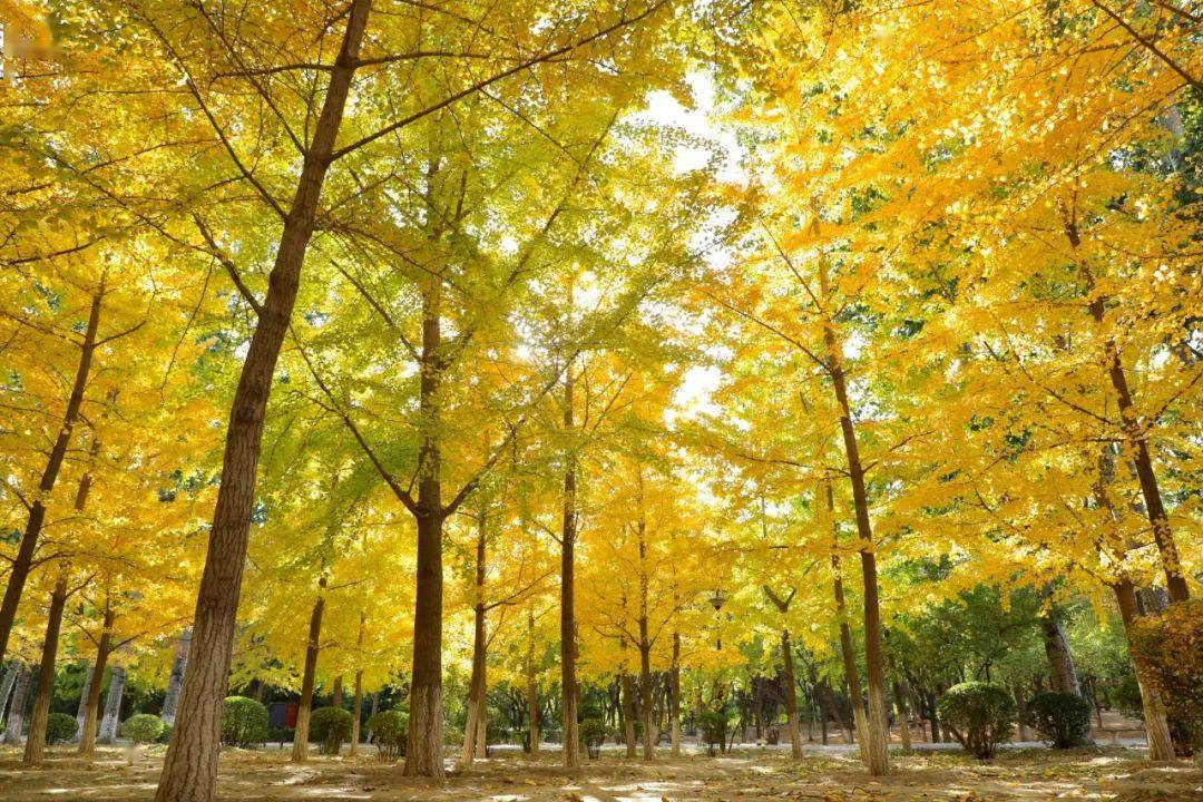 興隆公園朝陽公園東壩郊野公園溫榆河公園朝陽示範區溫榆河公園朝陽