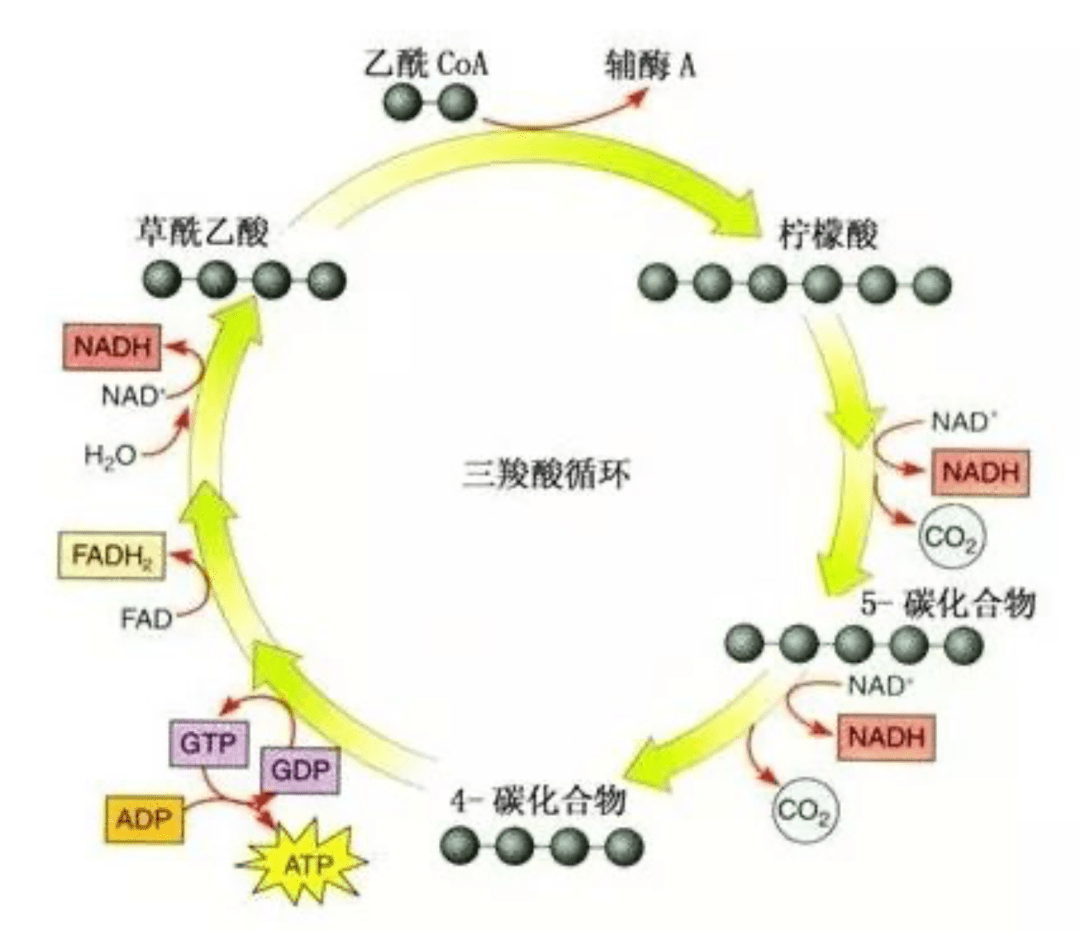 就一下子想到了那个获得诺贝尔奖的著名的三羧酸循环:柠檬酸是一种有
